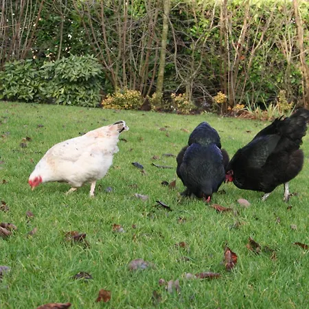 Cultuurlogies Looeind