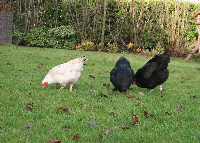 Cultuurlogies Looeind